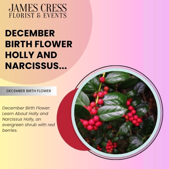 December Birth Flowers: Narcissus and Holly Meanings