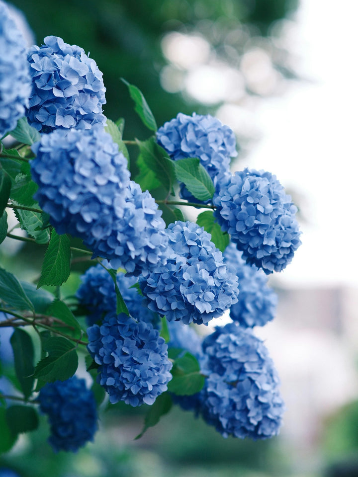 Hydrangea Meaning and Symbolism: What Hydrangea Colors Say