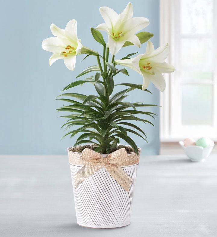 easter lily flower essence Easter Blessing Lily