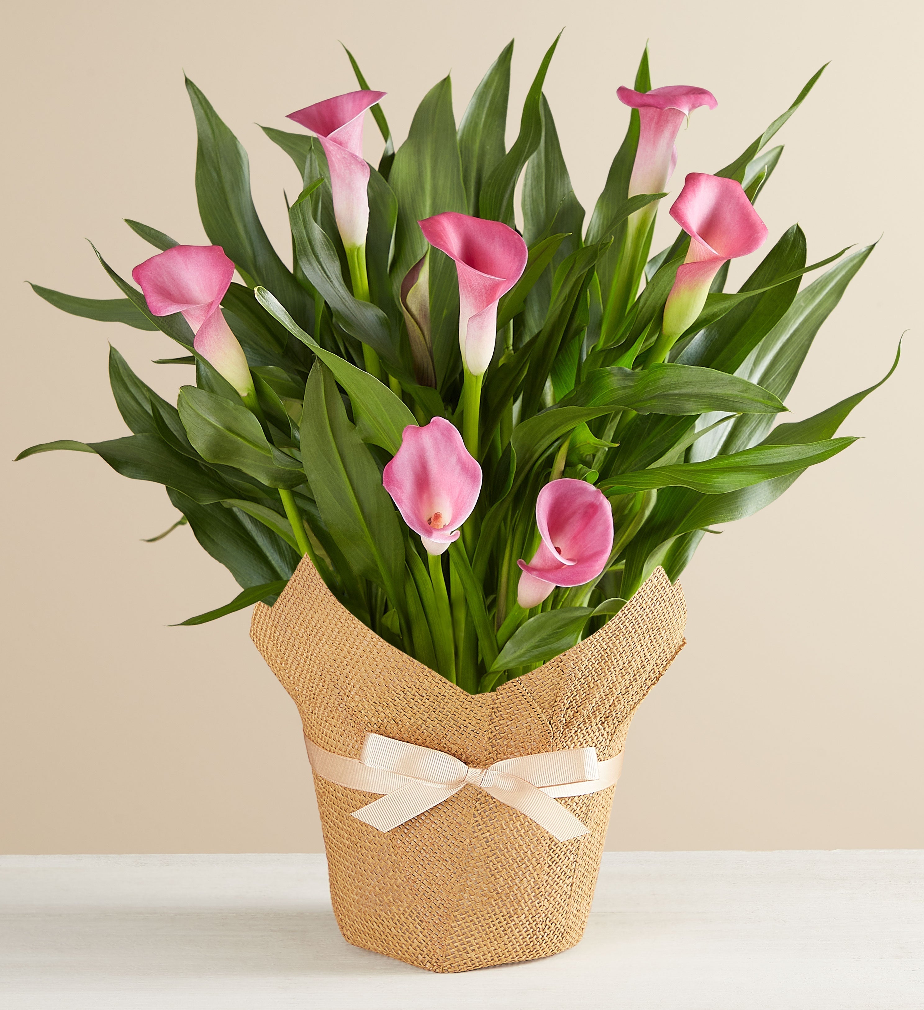 pink calla lily plant Potted Pink Calla Lily