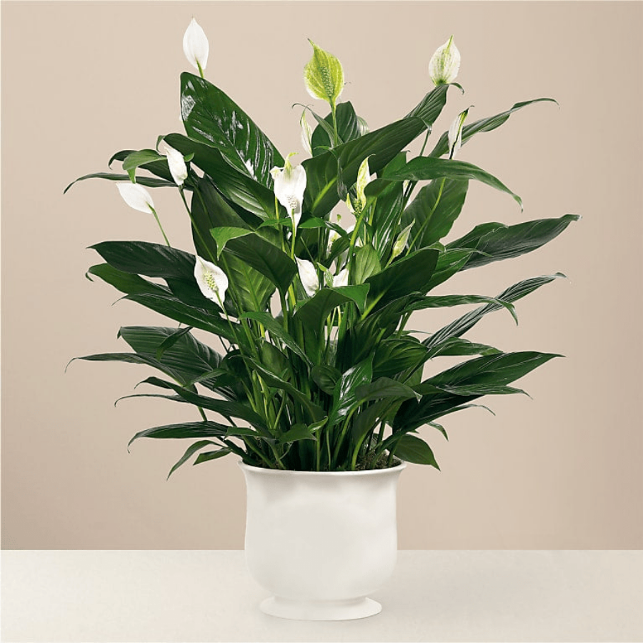 peace lily white pot 6" Comfort Planter