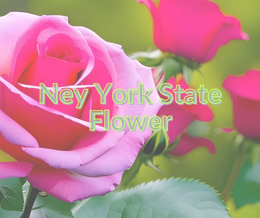 New York State Flower the Rose