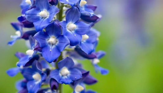 The Texas State Flower: Bluebonnet
