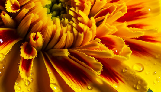 A Picture of Colorful marigold petals in various shades from yellow to orange