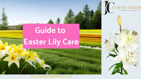 Easter Lily Flower Care - Cover Photo