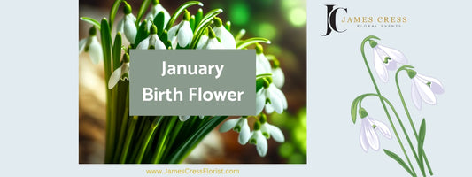 A picture of the January birth flower