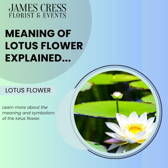 Lotus Flower Meaning and Symbolism