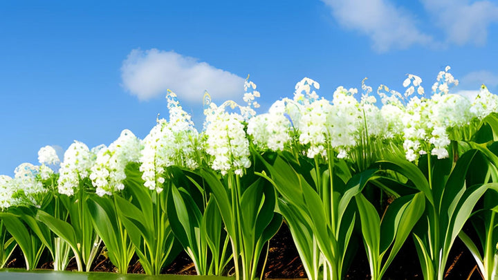 May Birth Flowers: Lily of the Valley & Hawthorn