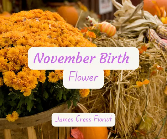 November birth flower Fall orange mums in background