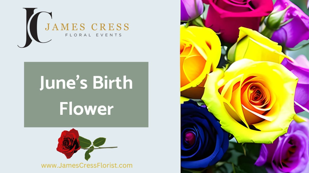 June Birth Flowers: Rose and Honeysuckle Meanings
