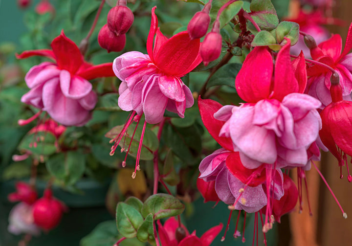Best Anniversary Flowers by Year: Traditional Blooms for Every Milestone
