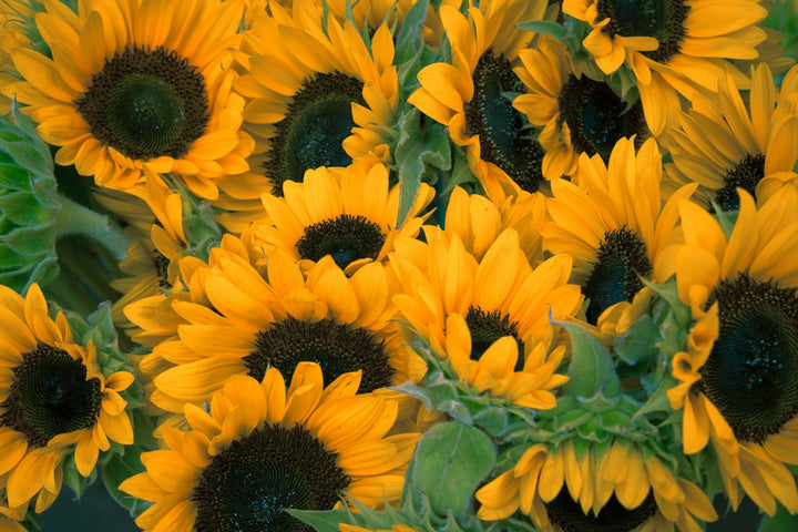 Best Get Well Flowers to Send for a Speedy Recovery
