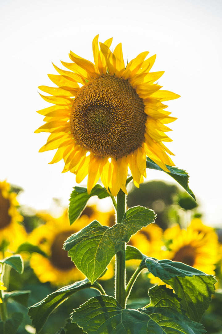 Best Summer Flowers: 15 Blooms That Thrive in the Heat