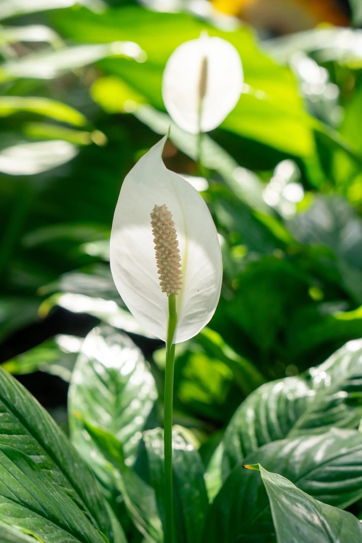 Peace Lily Meaning and Care: The Sympathy Plant Guide