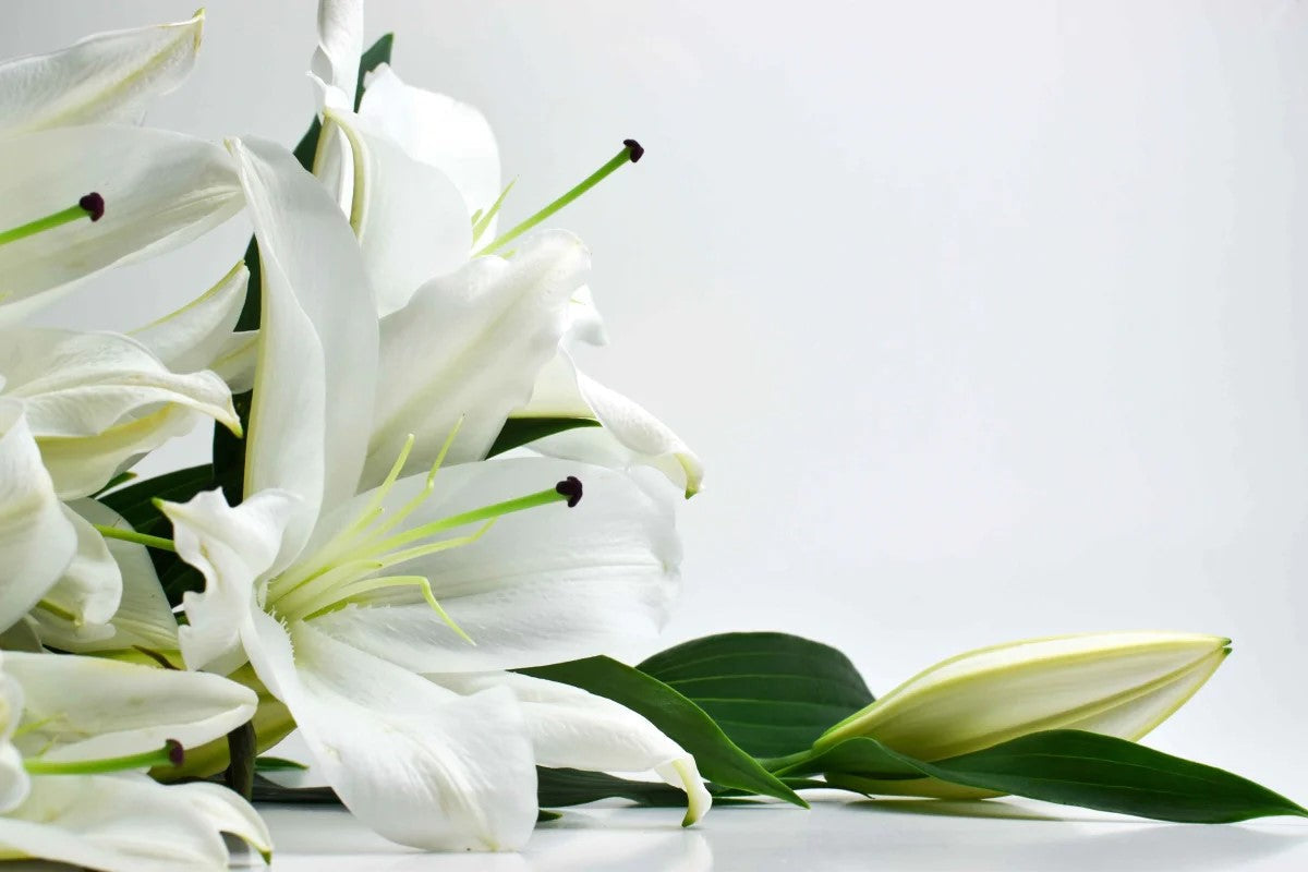 Heartfelt Condolences: Sympathy Messages | James Cress Florist