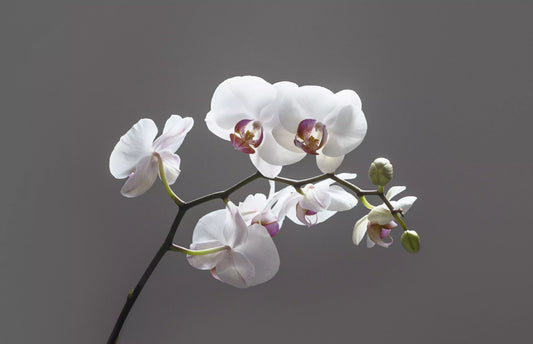 Elegant white Phalaenopsis orchids with delicate petals and a soft purple and yellow center, gracefully arching on a dark stem against a muted gray background. A symbol of love, beauty, and refinement.