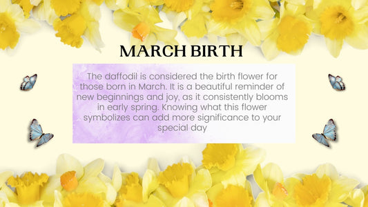 March Birthday Yellow Daffodils
