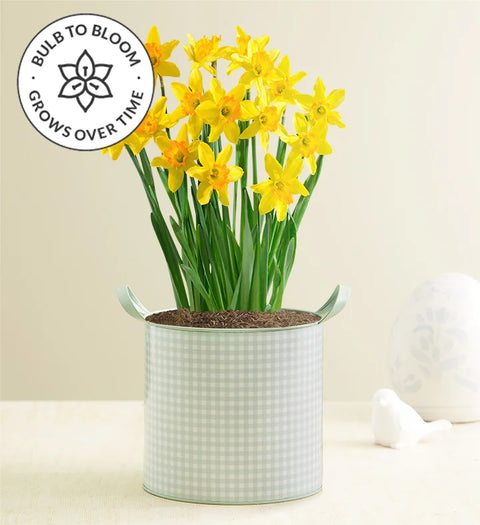 Flower Bulbs