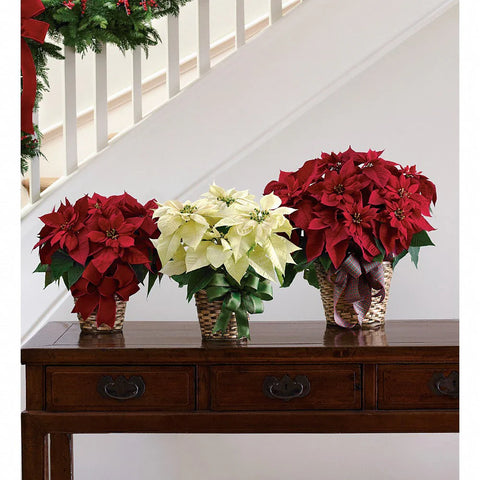 Christmas Plants
