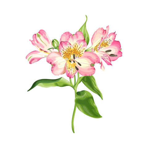 Alstroemeria