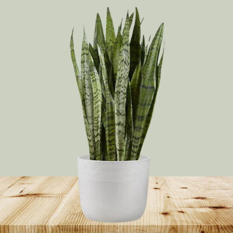 Best Selling Plants
