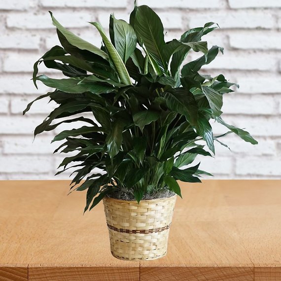 Plants