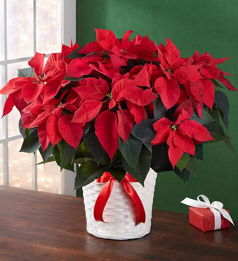 Poinsettias