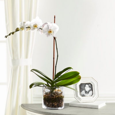 White Orchid Single Stem White Orchid Single Stem