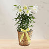 10 Inch Easter Lilly