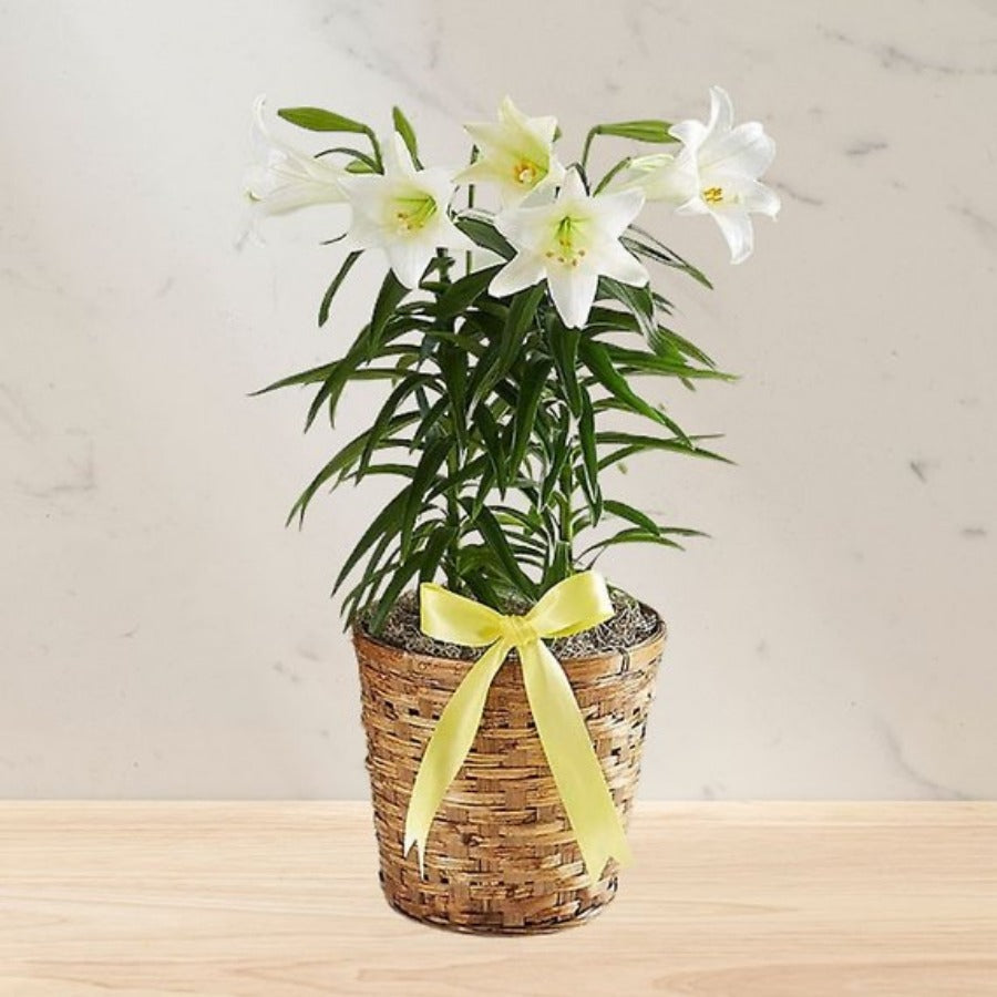 10 Inch Easter Lilly