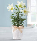 Easter Blessing Lily
