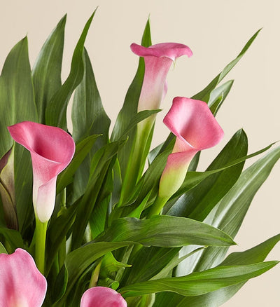 Pink Calla Lily in Natural Wrap Pink Calla Lily in Natural Wrap