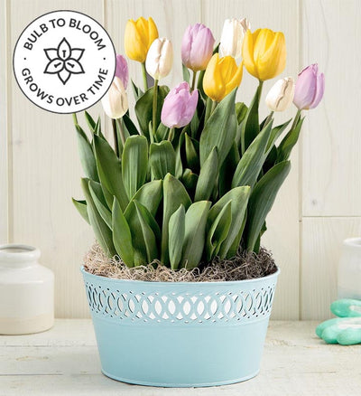 Sweet Spring Tulip Bulb Garden Sweet Spring Tulip Bulb Garden