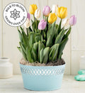 Sweet Spring Tulip Bulb Garden