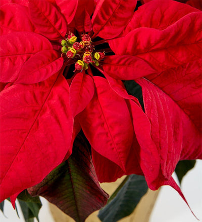 Red Holiday Poinsettia Floor Plant Red Holiday Poinsettia Floor Plant