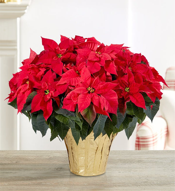 Planta de suelo de flor de Pascua roja navideña