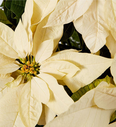 White Holiday Poinsettia Floor Plant White Holiday Poinsettia Floor Plant