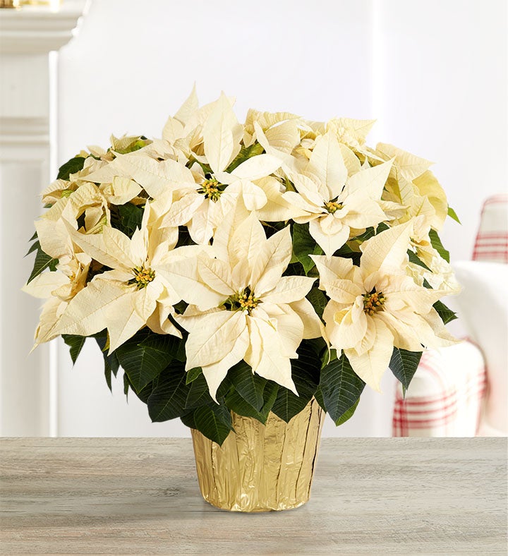 White Holiday Poinsettia Floor Plant