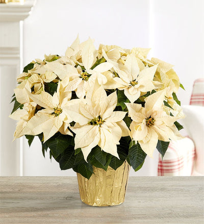 White Holiday Poinsettia Floor Plant White Holiday Poinsettia Floor Plant