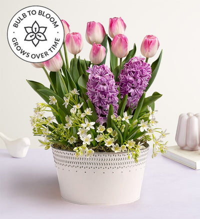 Sweet Serenity Bulb Garden Sweet Serenity Bulb Garden