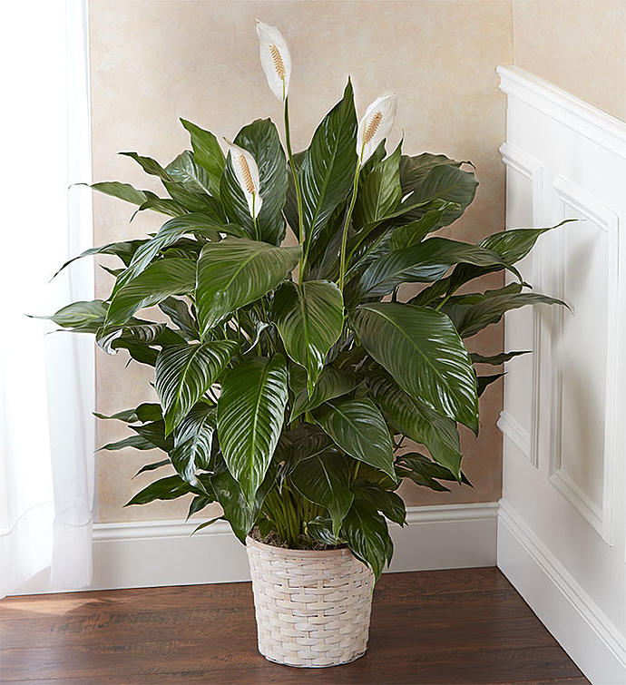 Peace Lily Plant For Sympathy