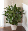 Peace Lily Plant For Sympathy
