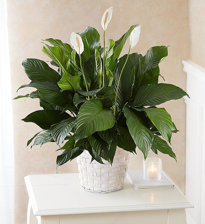 Peace Lily Plant For Sympathy