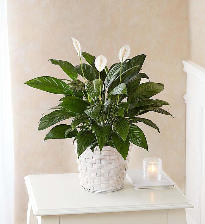 Peace Lily Plant For Sympathy