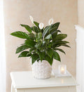 Peace Lily Plant For Sympathy