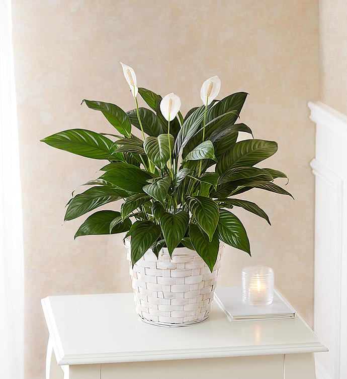 Large Sympathy Peace Lily — Ideal Decorations LLC