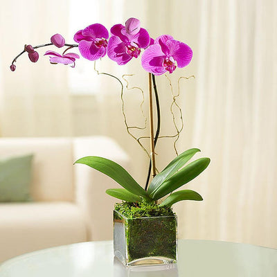 Purple Phalaenopsis Orchid Purple Phalaenopsis Orchid