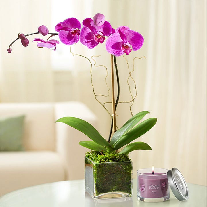 Purple Phalaenopsis Orchid with Candle
