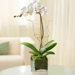 White Phalaenopsis Orchid