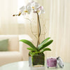White Phalaenopsis Orchid With Candle